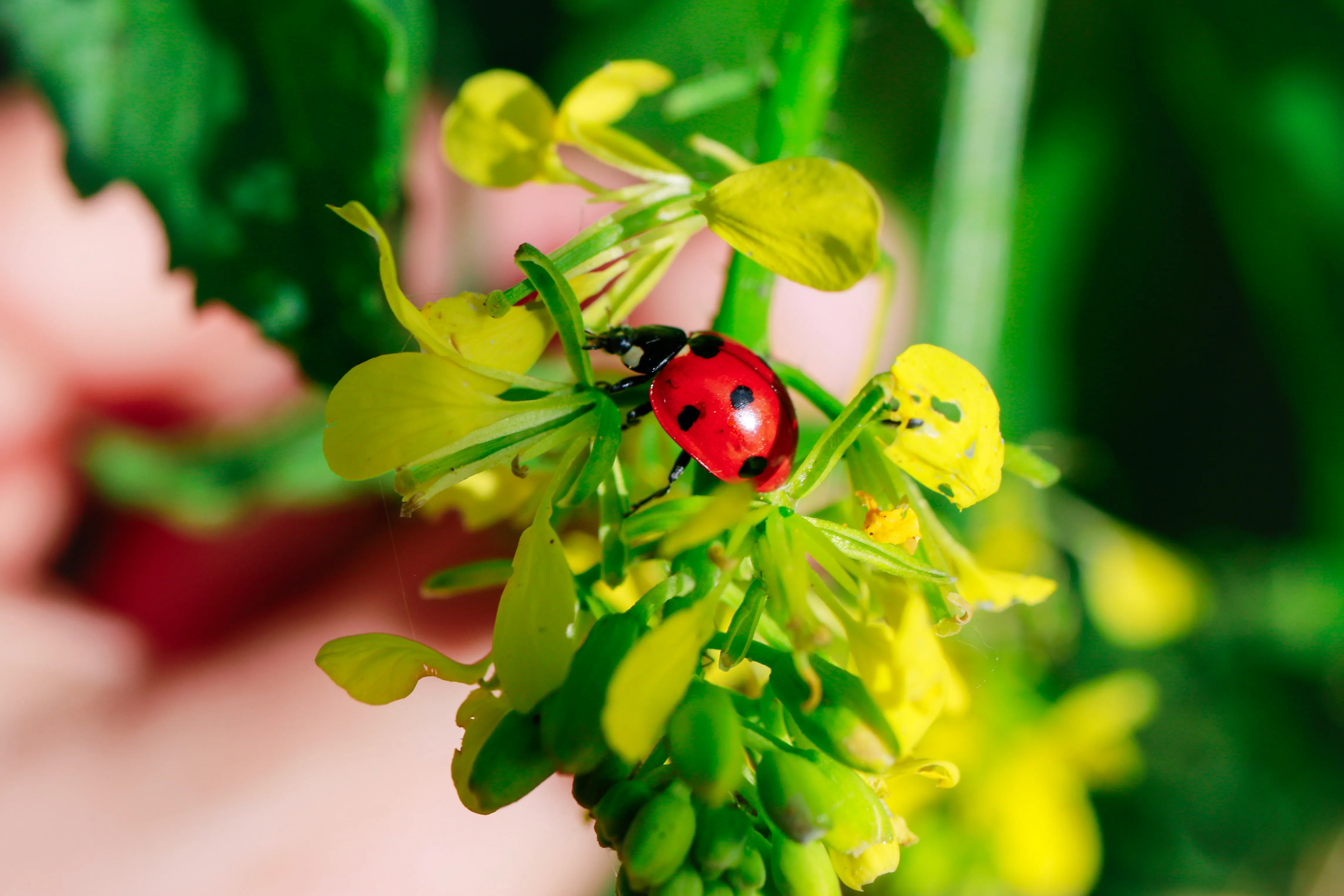 Ladybird on the yellow flowers of a flowering brassica