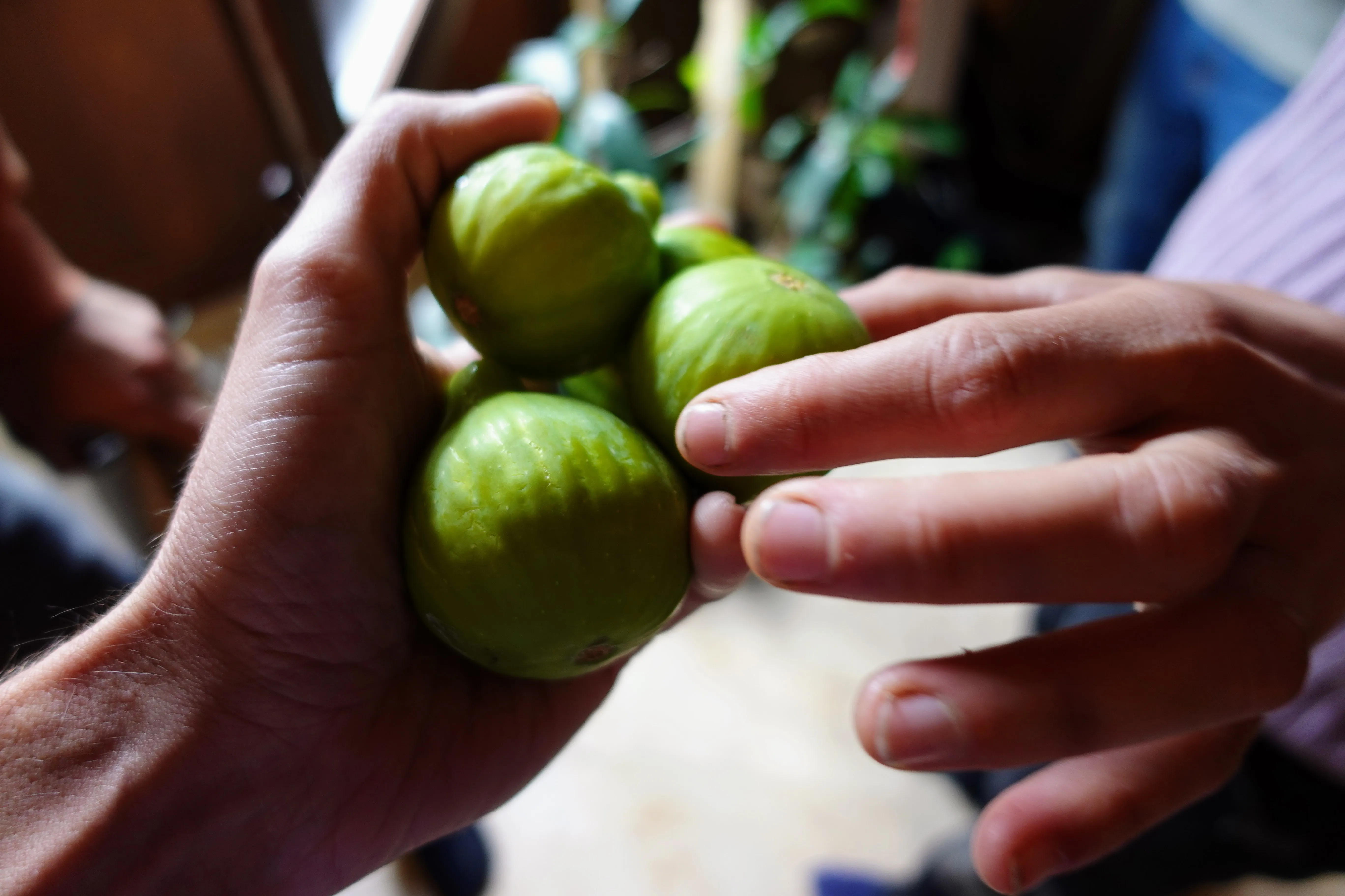 Freshly harvested figs passing from hand to hand