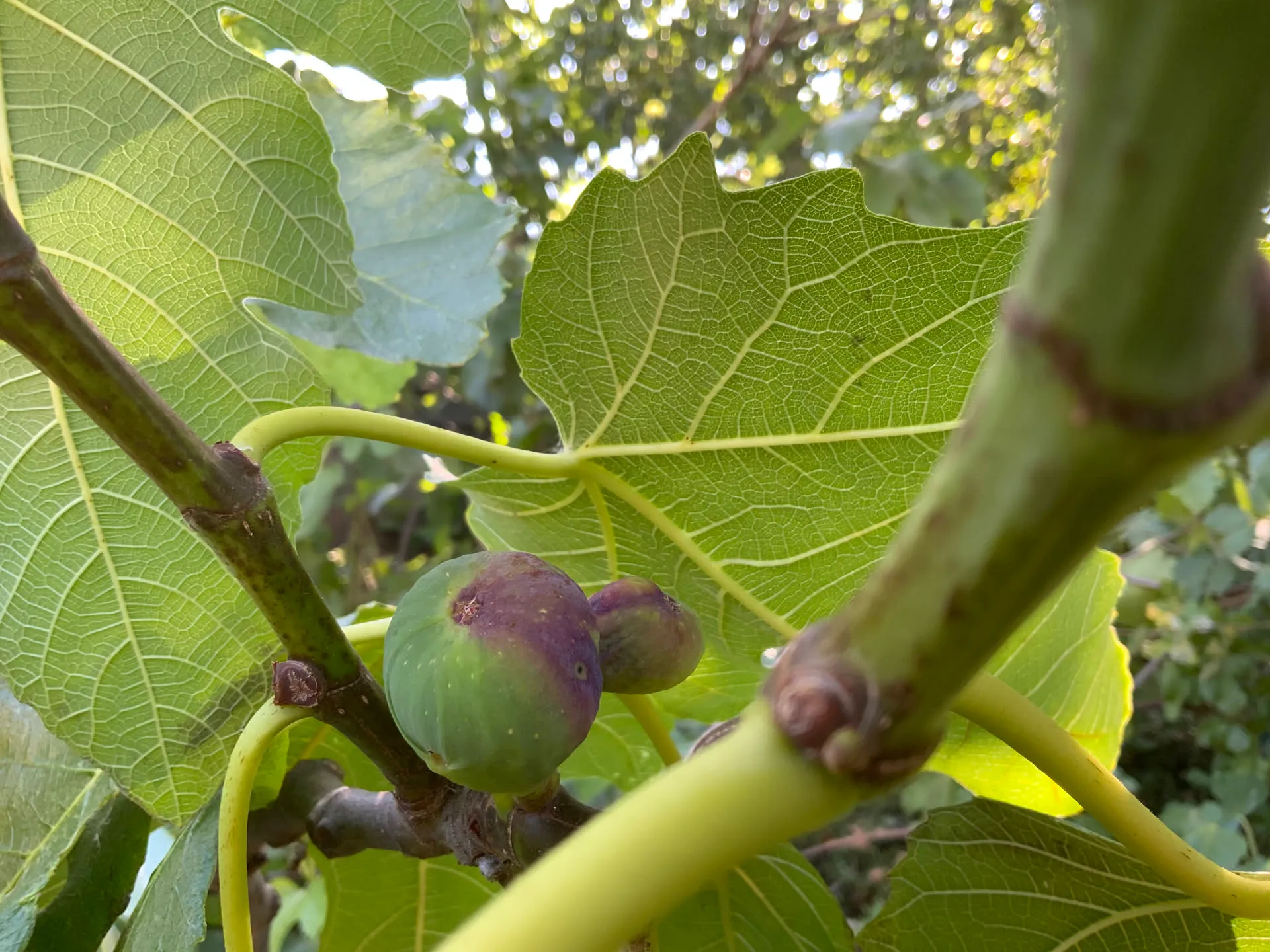 Figues mûrissantes sur la branche, entre les larges feuilles du figuier