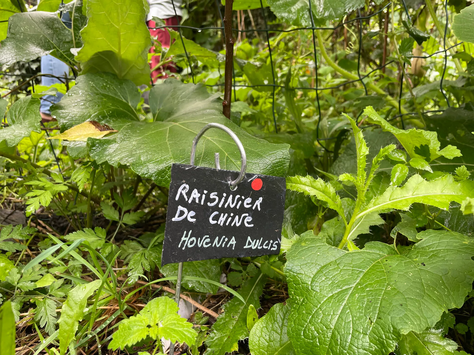 Étiquette en ardoise « Raisinier de Chine — Hovenia dulcis » au milieu d’une végétation dense