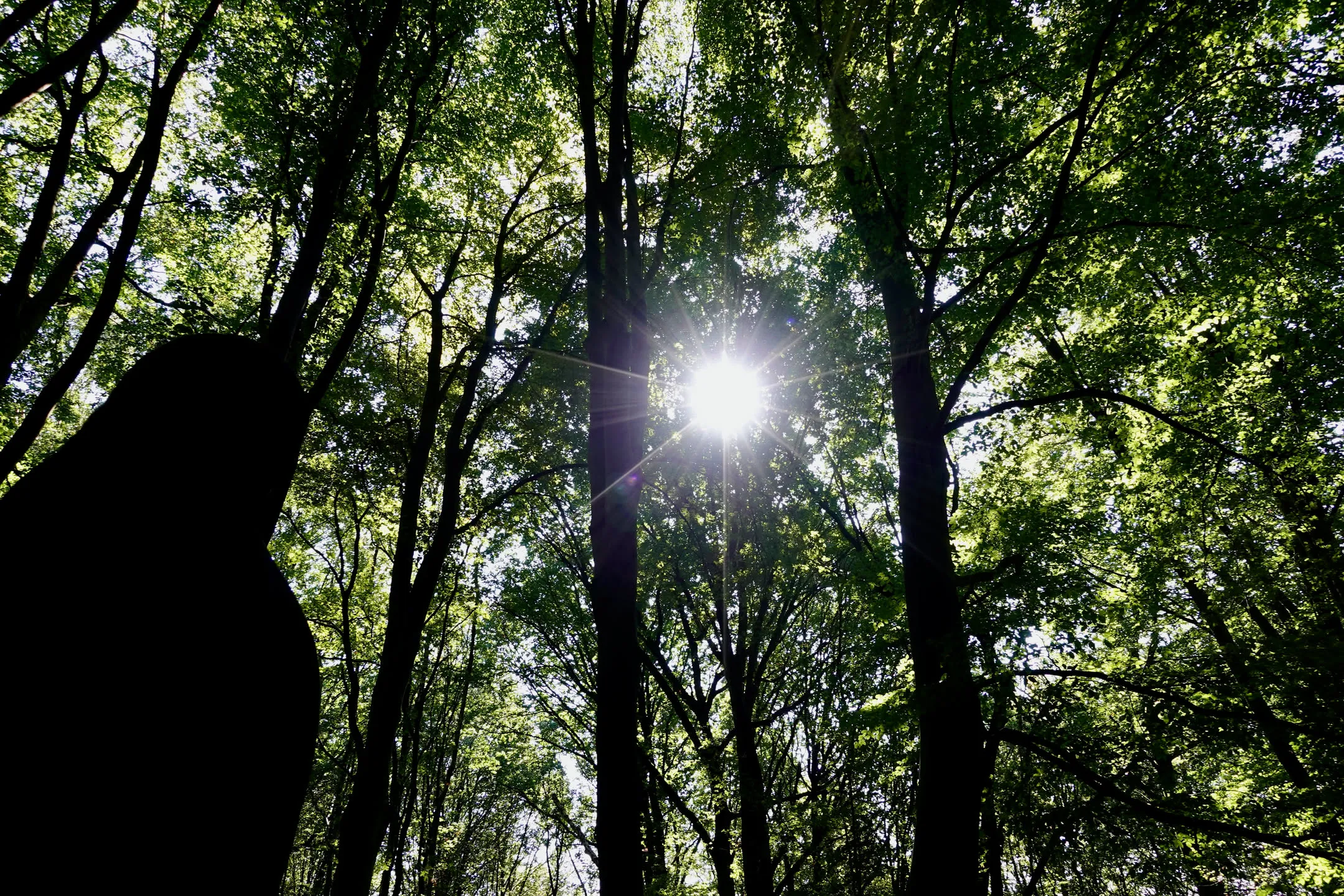 Contre-plongée dans une forêt : le soleil perce entre les houppiers