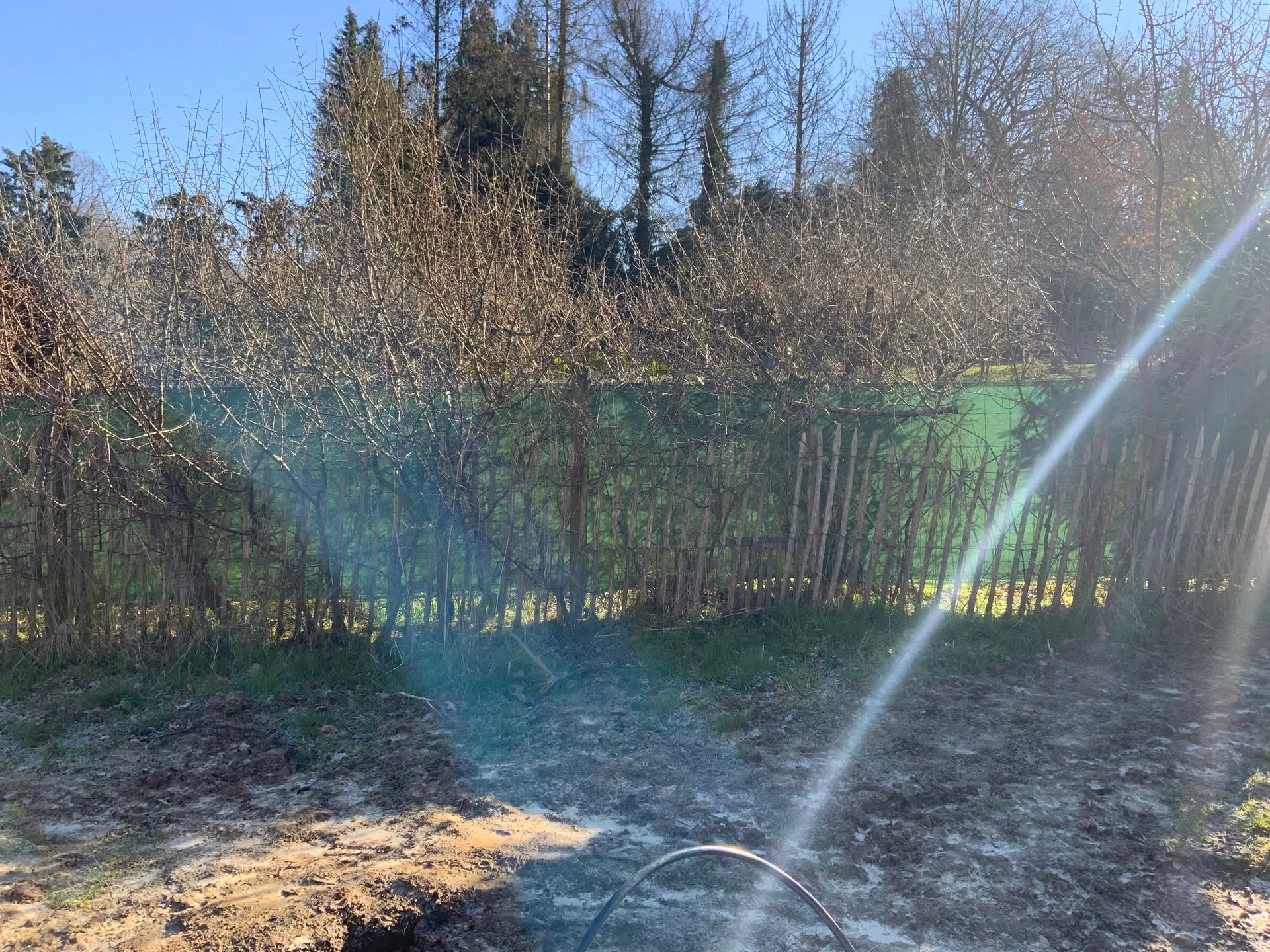 Jeune haie plantée le long d'un champ, dans une lumière hivernale