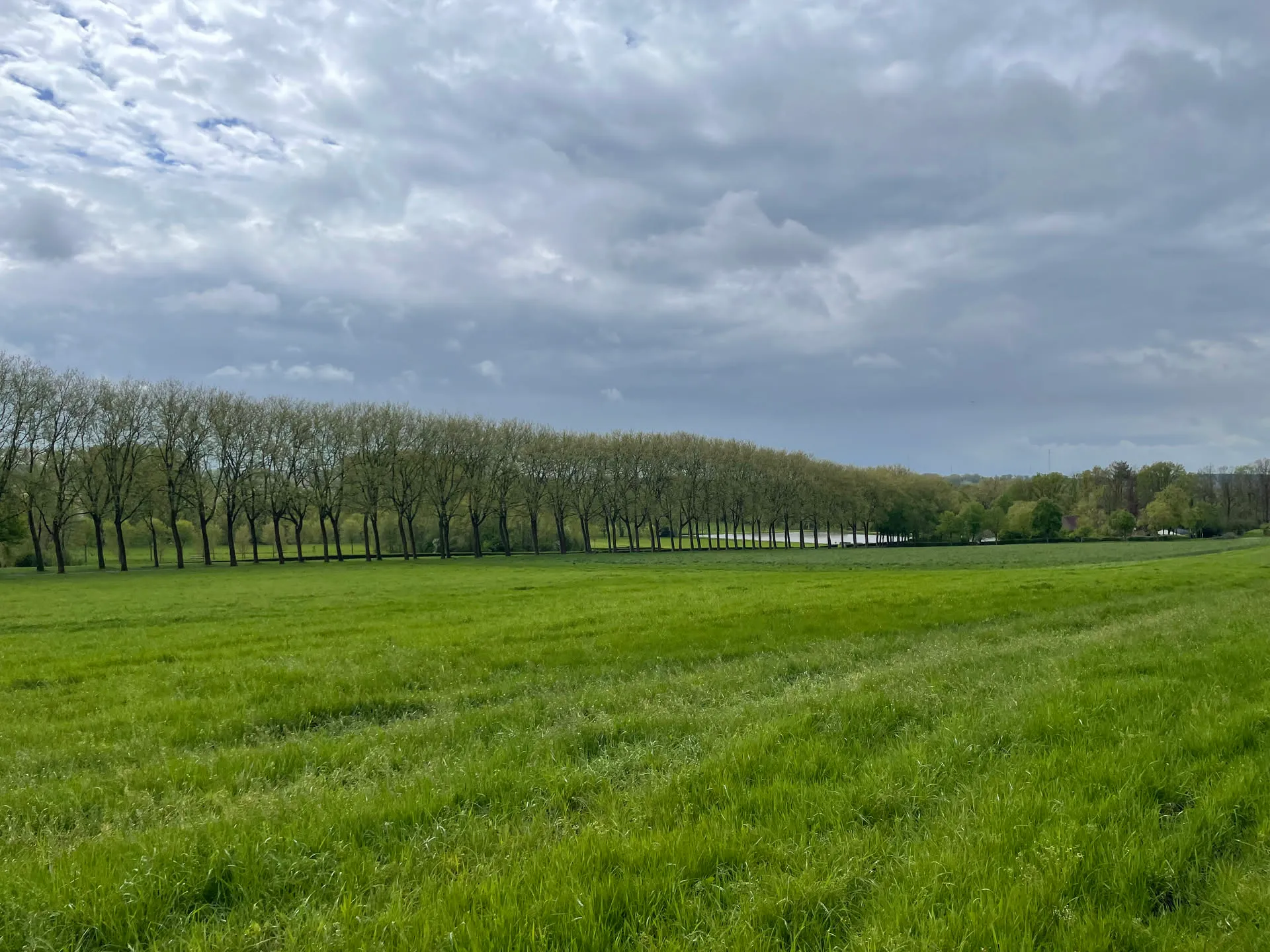 Plus il fait sec, plus les arbres stockent le carbone : l'atout agroforestier face aux étés qui brûlent