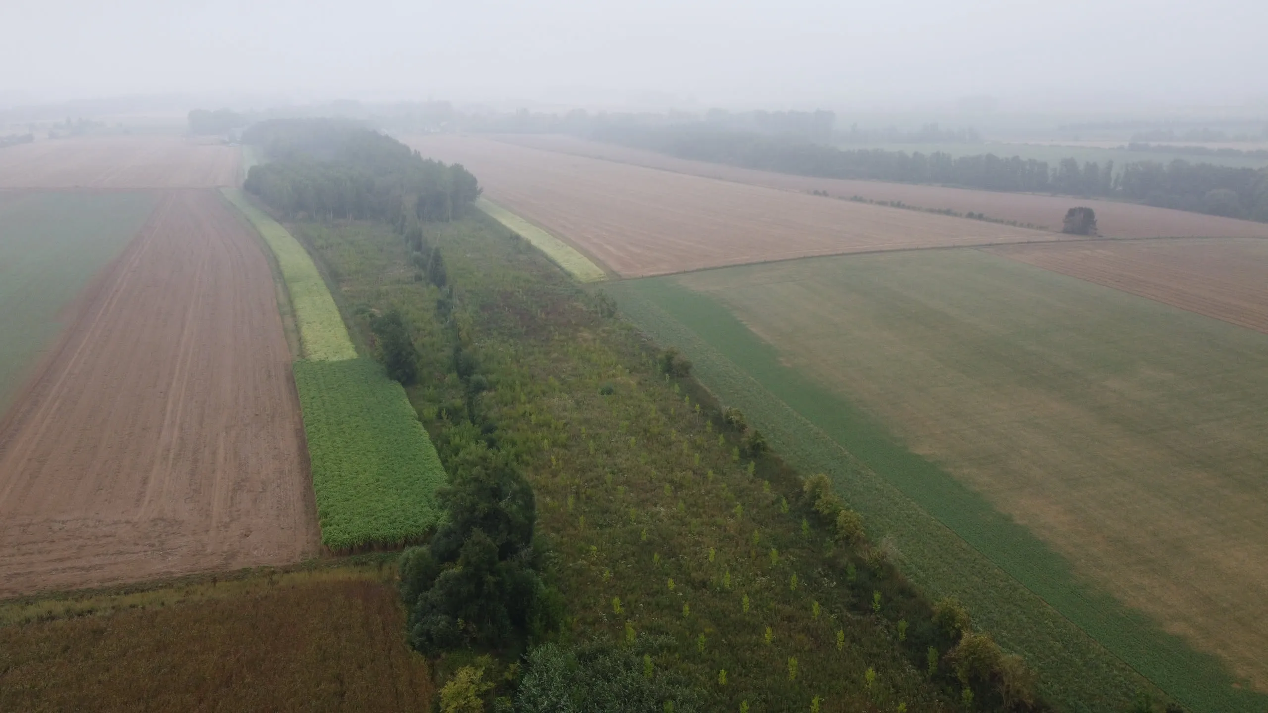 Ligne de haie traversant une mosaïque de champs dans une lumière brumeuse