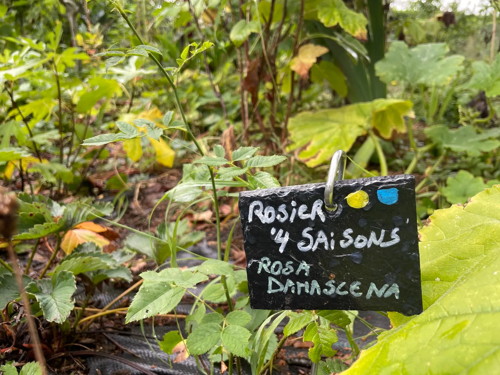 Étiquette en ardoise « Rosier 4 saisons — Rosa damascena » au milieu d’une végétation comestible dense