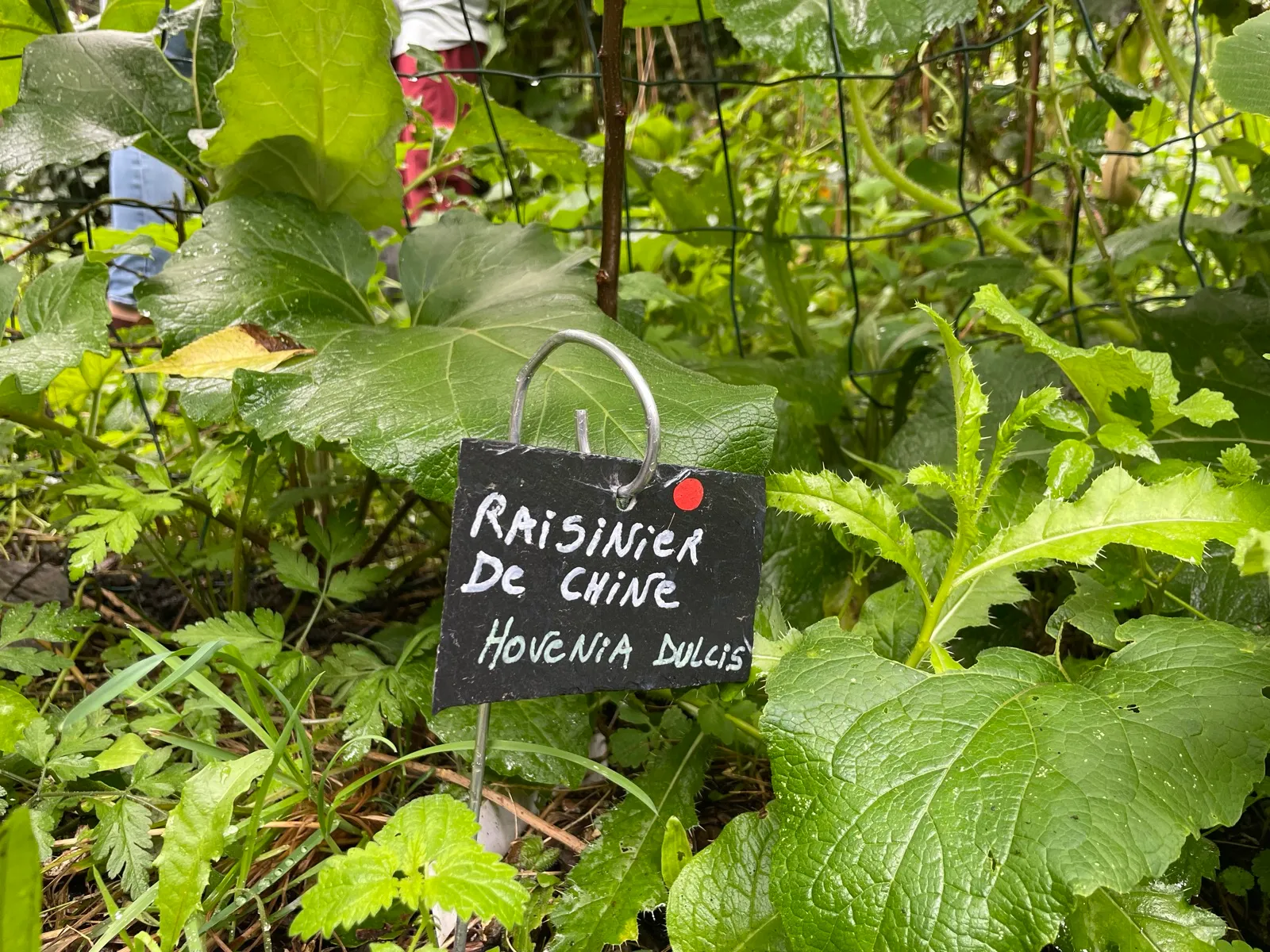 Étiquette en ardoise « Raisinier de Chine — Hovenia dulcis » entourée de végétation luxuriante