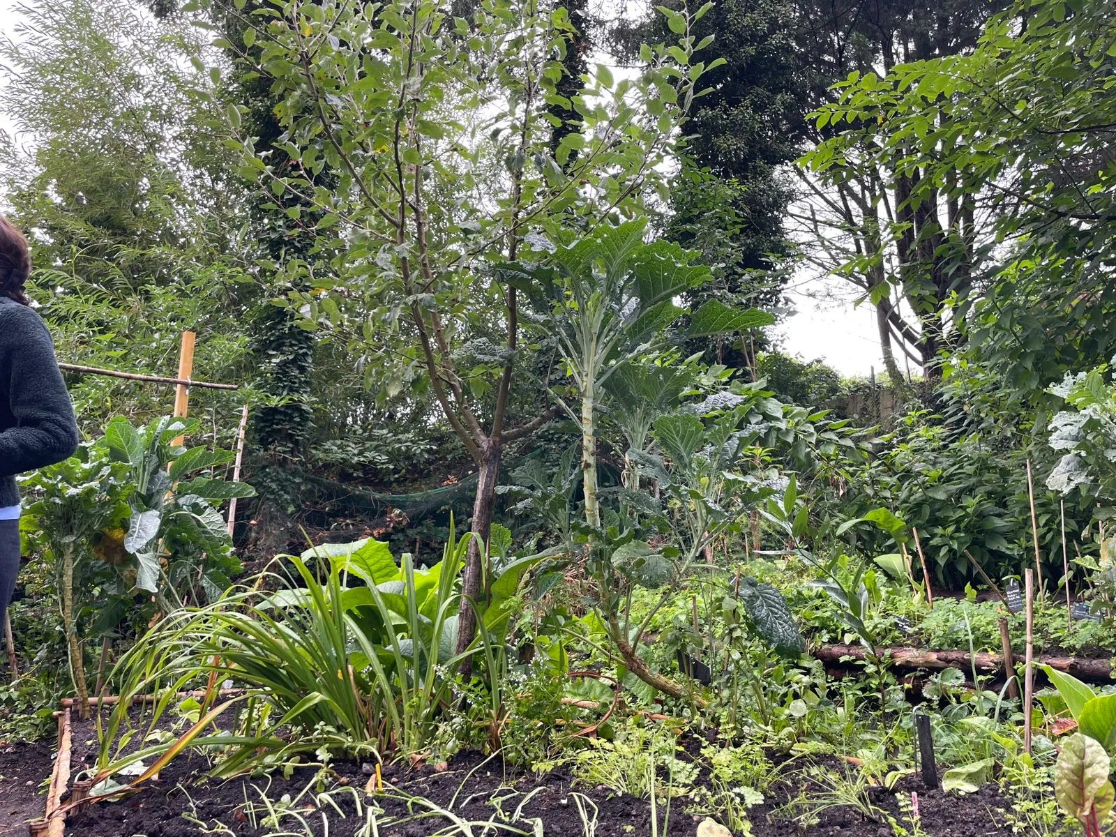 Chou perpétuel devenu arborescent, tuteuré au bambou dans un jardin dense