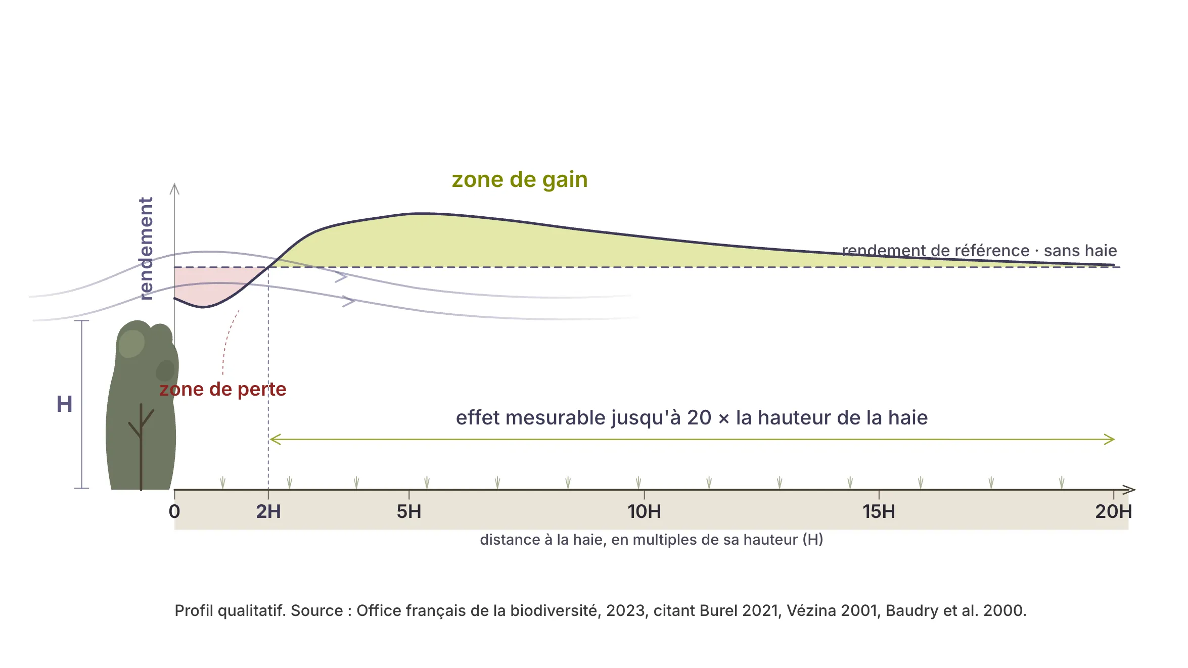 Profil de rendement d’une parcelle protégée par une haie : zone de perte sur environ deux fois la hauteur de la haie, puis zone de gain jusqu’à vingt fois sa hauteur