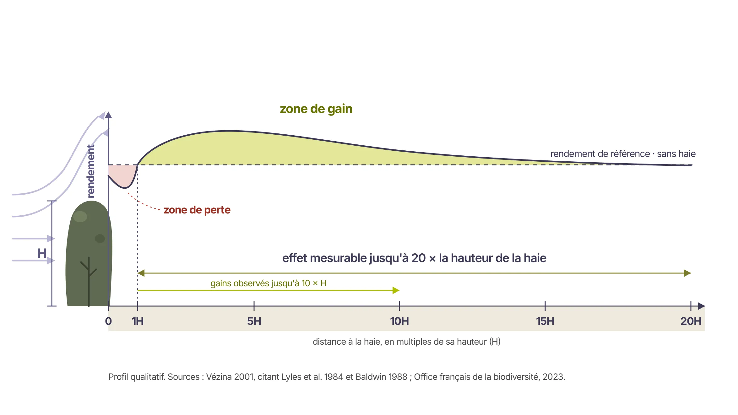 Profil de rendement d’une parcelle protégée par une haie : zone de perte sur environ une fois la hauteur de la haie, gains jusqu’à dix fois, effet mesurable jusqu’à vingt fois