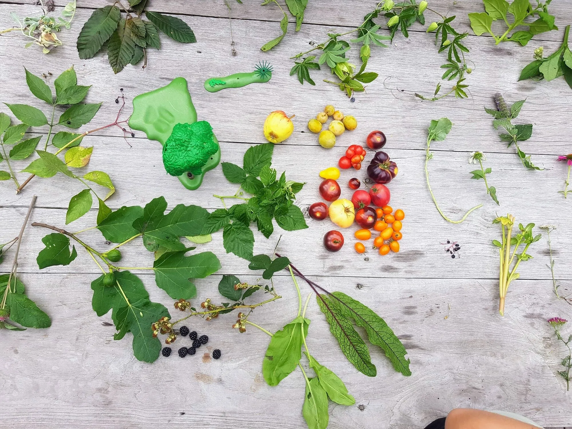 Vue du dessus d’une table en bois couverte de feuilles, fruits, baies et tomates récoltés, des mains d’enfants sur les bords