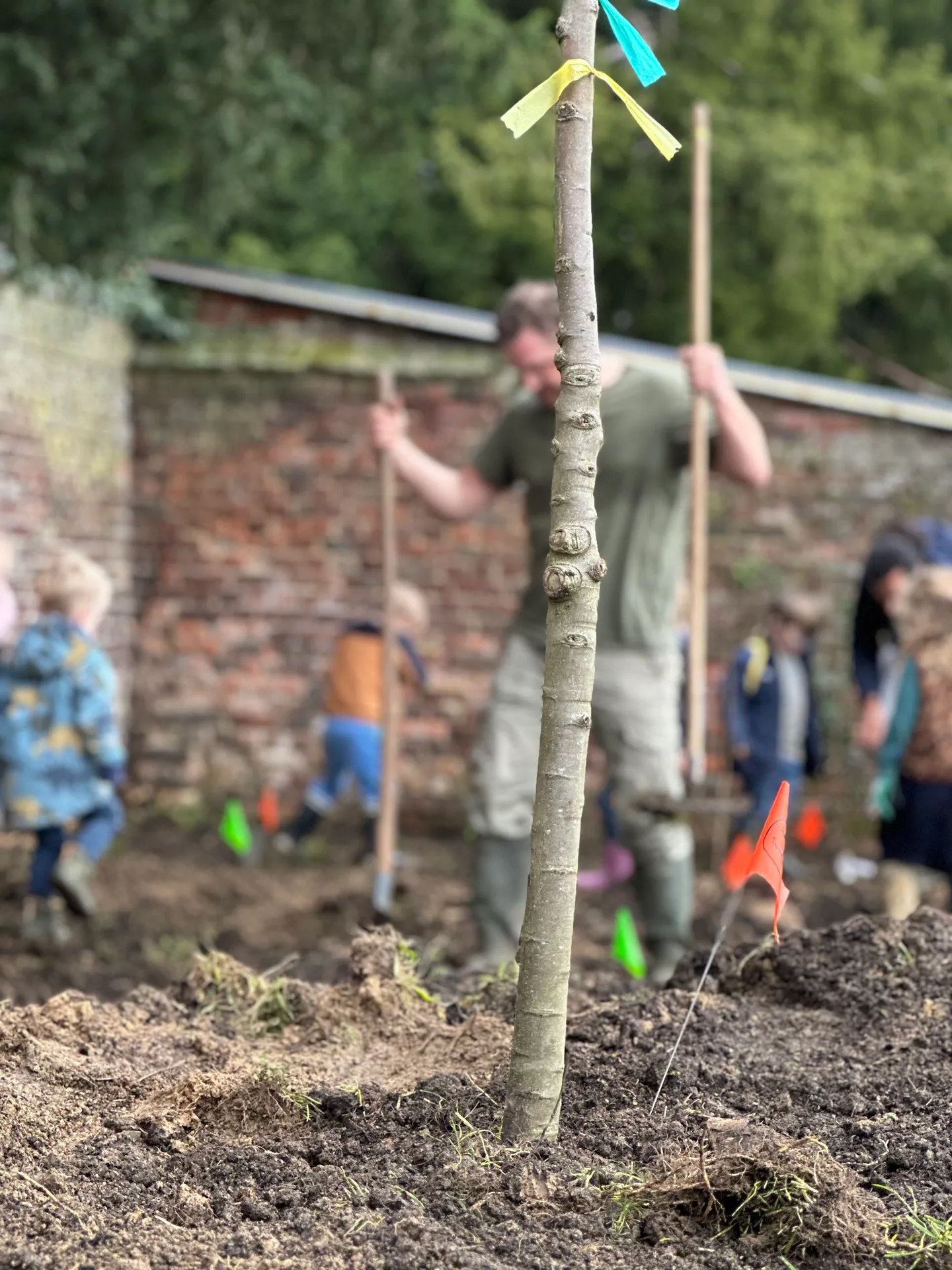 Un jeune arbre fruitier fraîchement planté, tuteur beflaggé ; derrière lui, adultes et enfants continuent la plantation le long d’un mur de briques