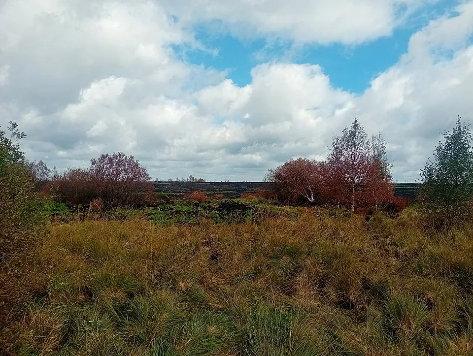 La Grande Fagne sous un ciel nuageux, herbes rousses et bouleaux rougis au premier plan, quinze jours après le feu