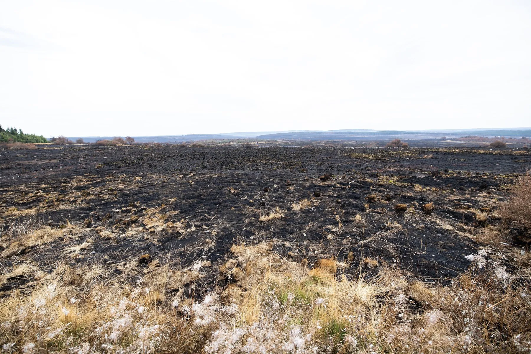 Après le feu : faut-il vraiment replanter ?
