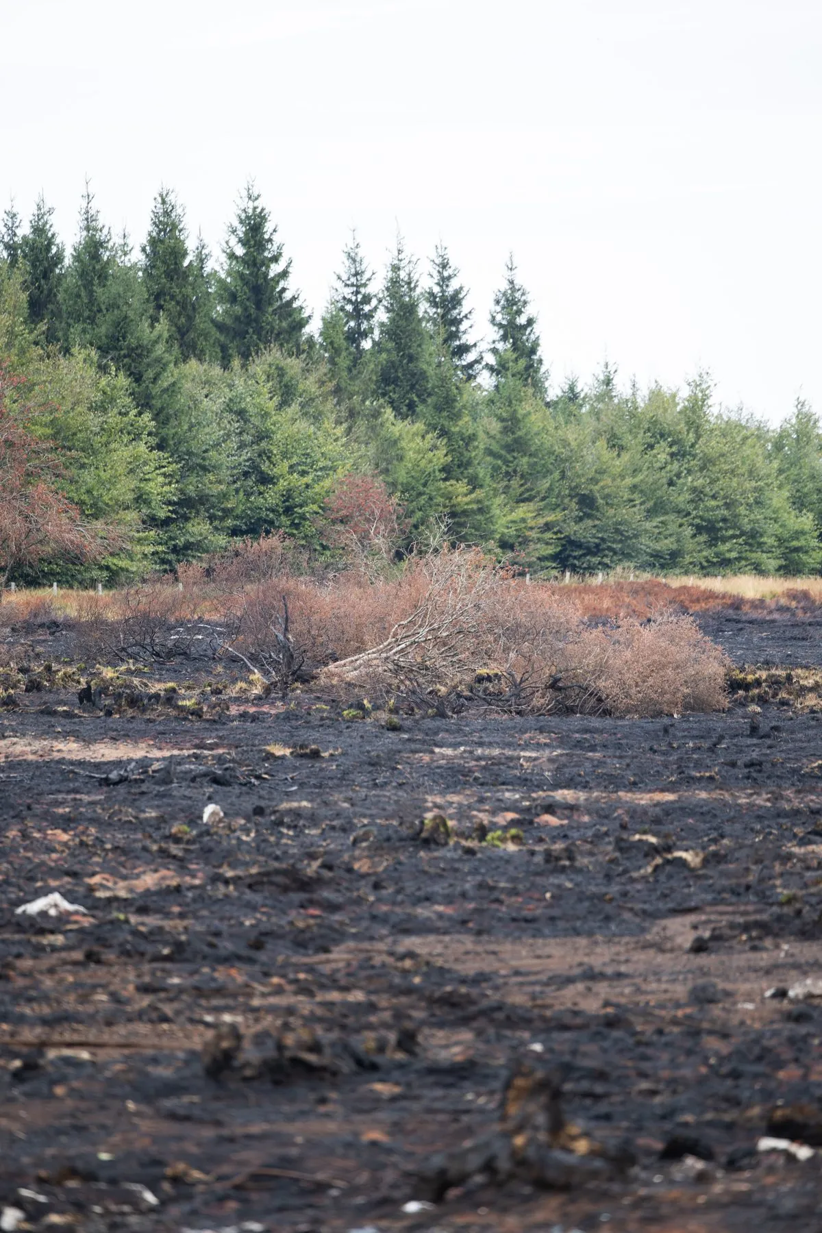 Un sol noirci par le feu s’étend jusqu’au pied d’une lisière d’épicéas restée verte