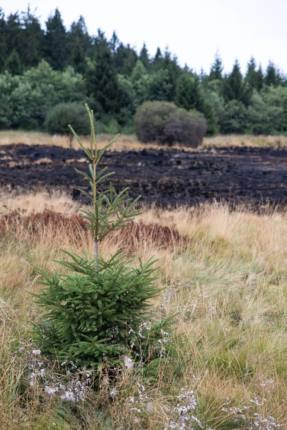 Un jeune épicéa d’un mètre pousse dans les herbes sèches, devant une étendue de lande brûlée et une lisière de résineux