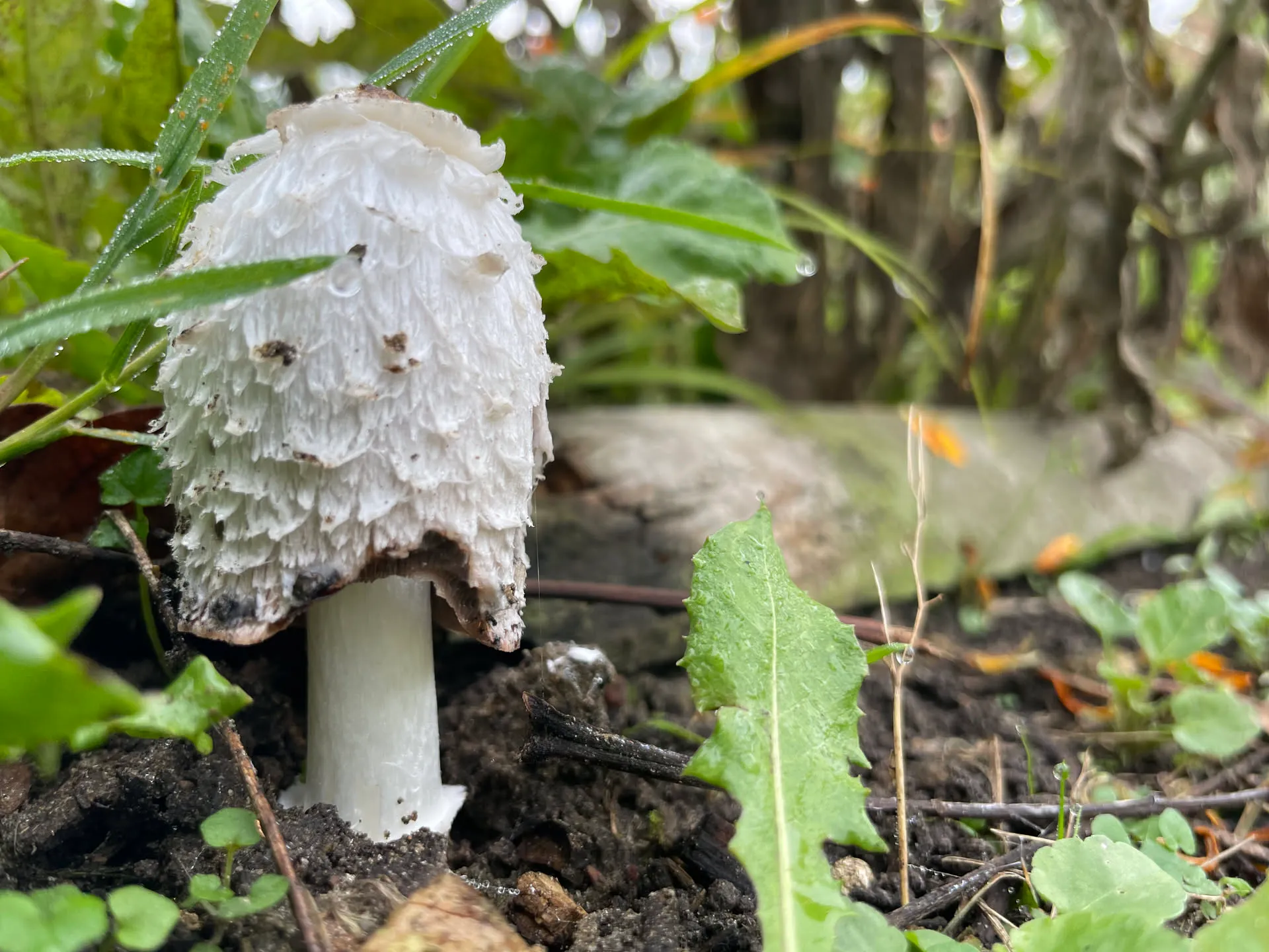 Un coprin chevelu poussant dans l'herbe au pied d'un jeune arbre