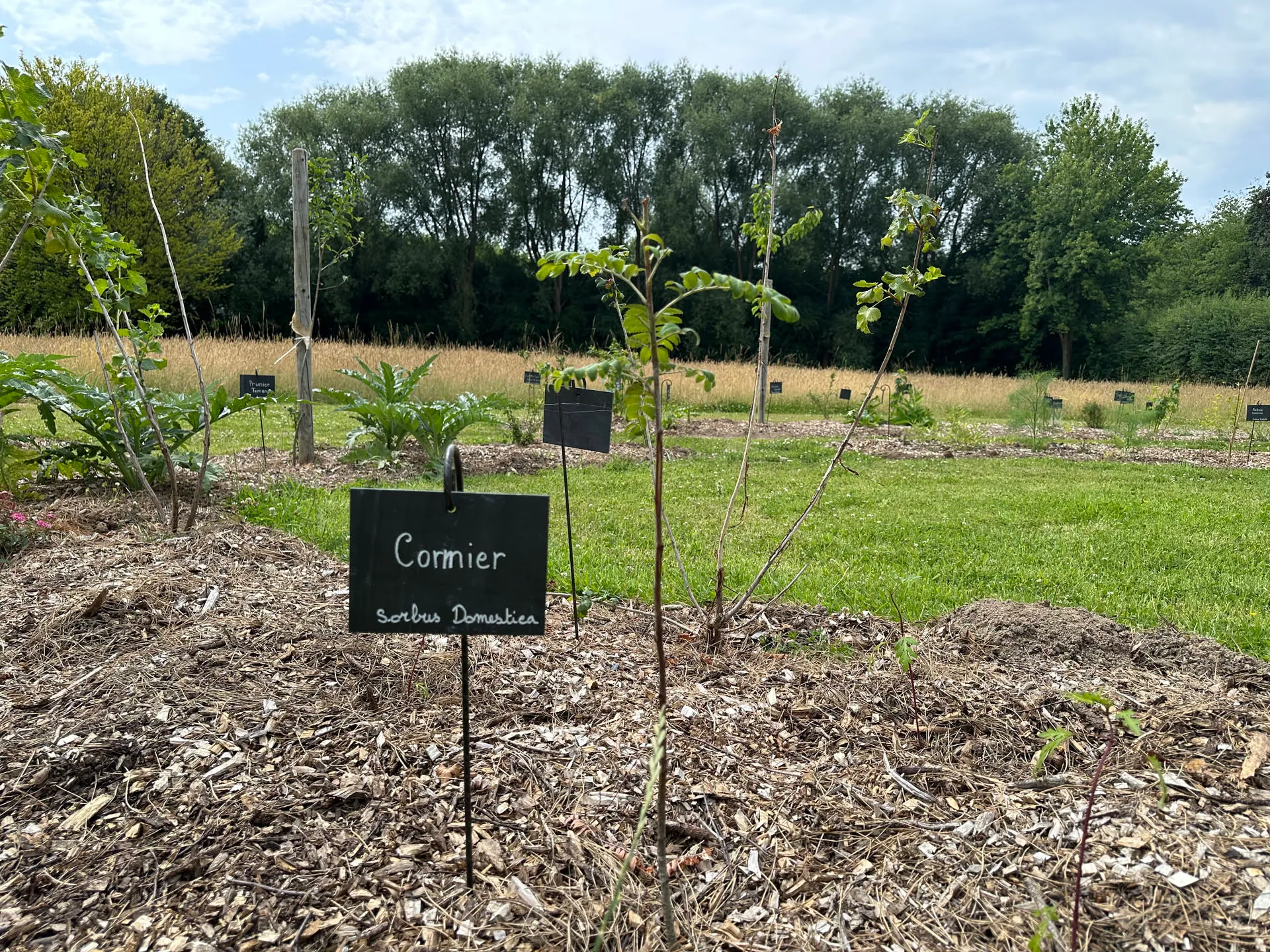 Jeune cormier étiqueté à l'ardoise, paillé au pied, dans une jeune plantation bordée d'une prairie
