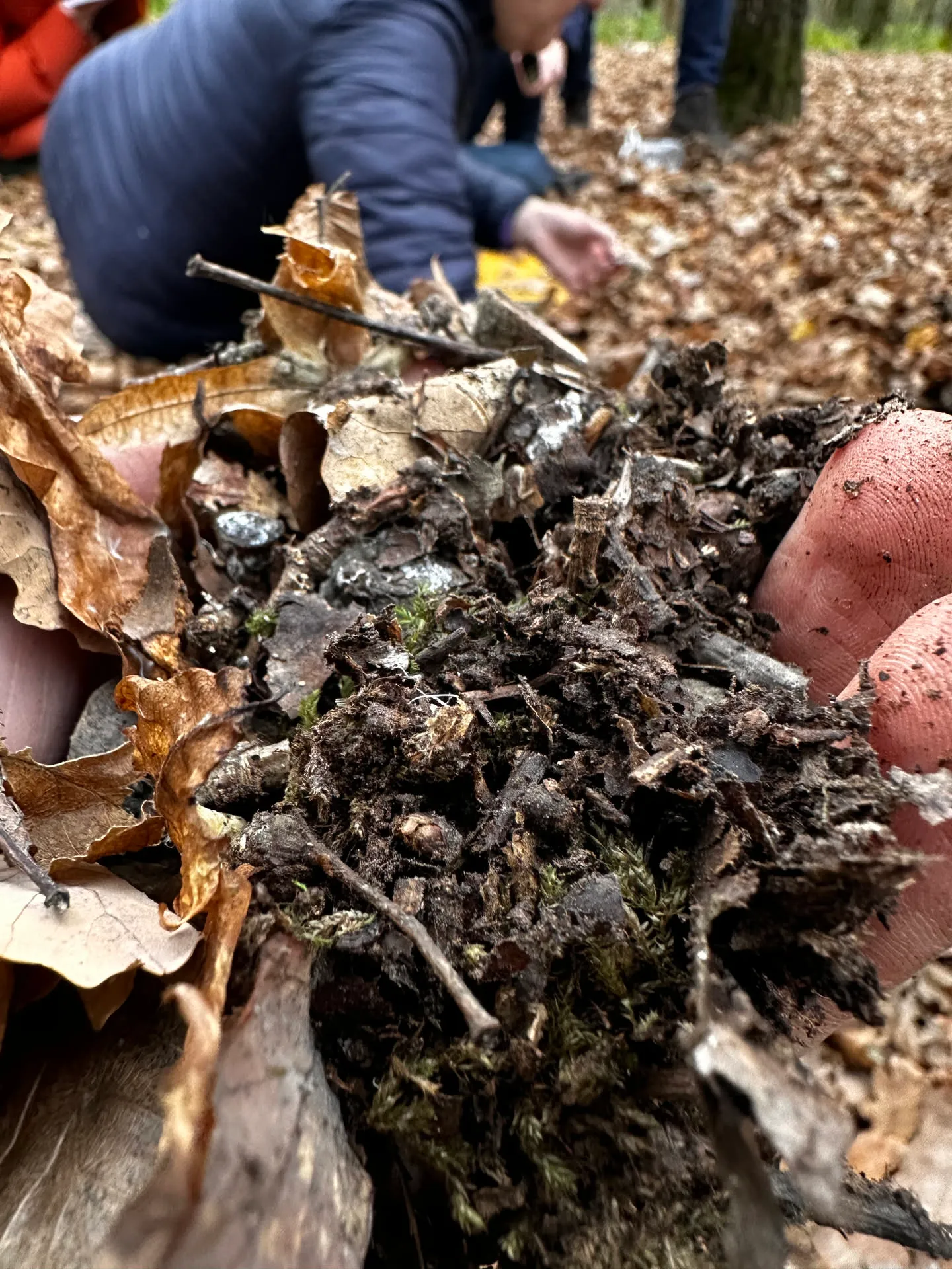 Cent fois plus de cloportes qu'un champ : la preuve que la forêt comestible régénère le sol