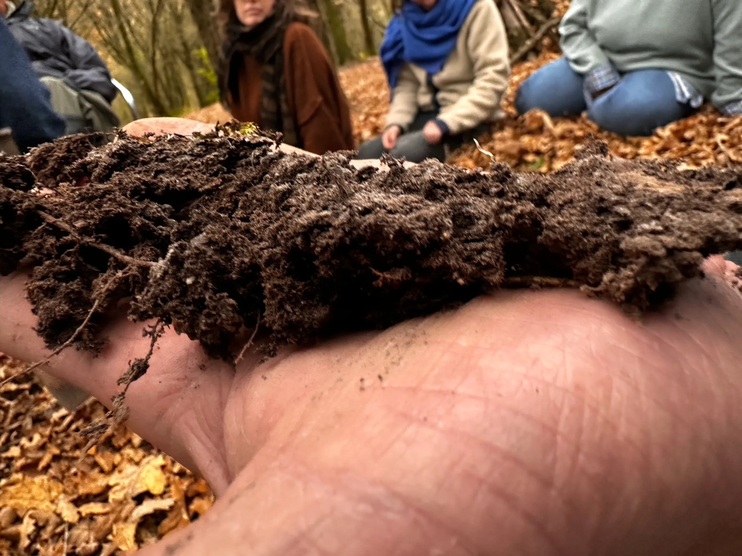 Une poignée de sol forestier vivant, racines et mycélium apparents