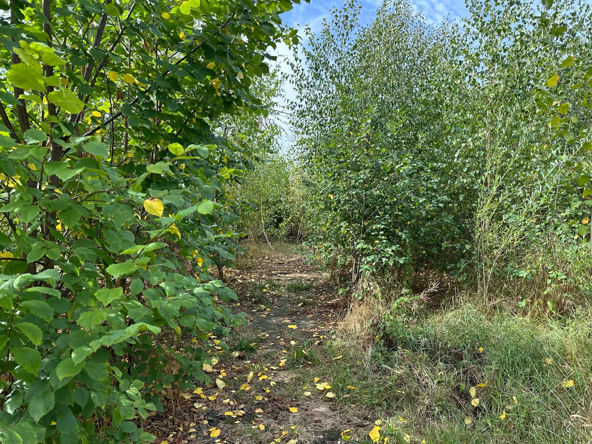 Un sentier étroit traverse une jeune forêt dense : bouleaux, aulnes et arbustes referment la voûte au-dessus du passage