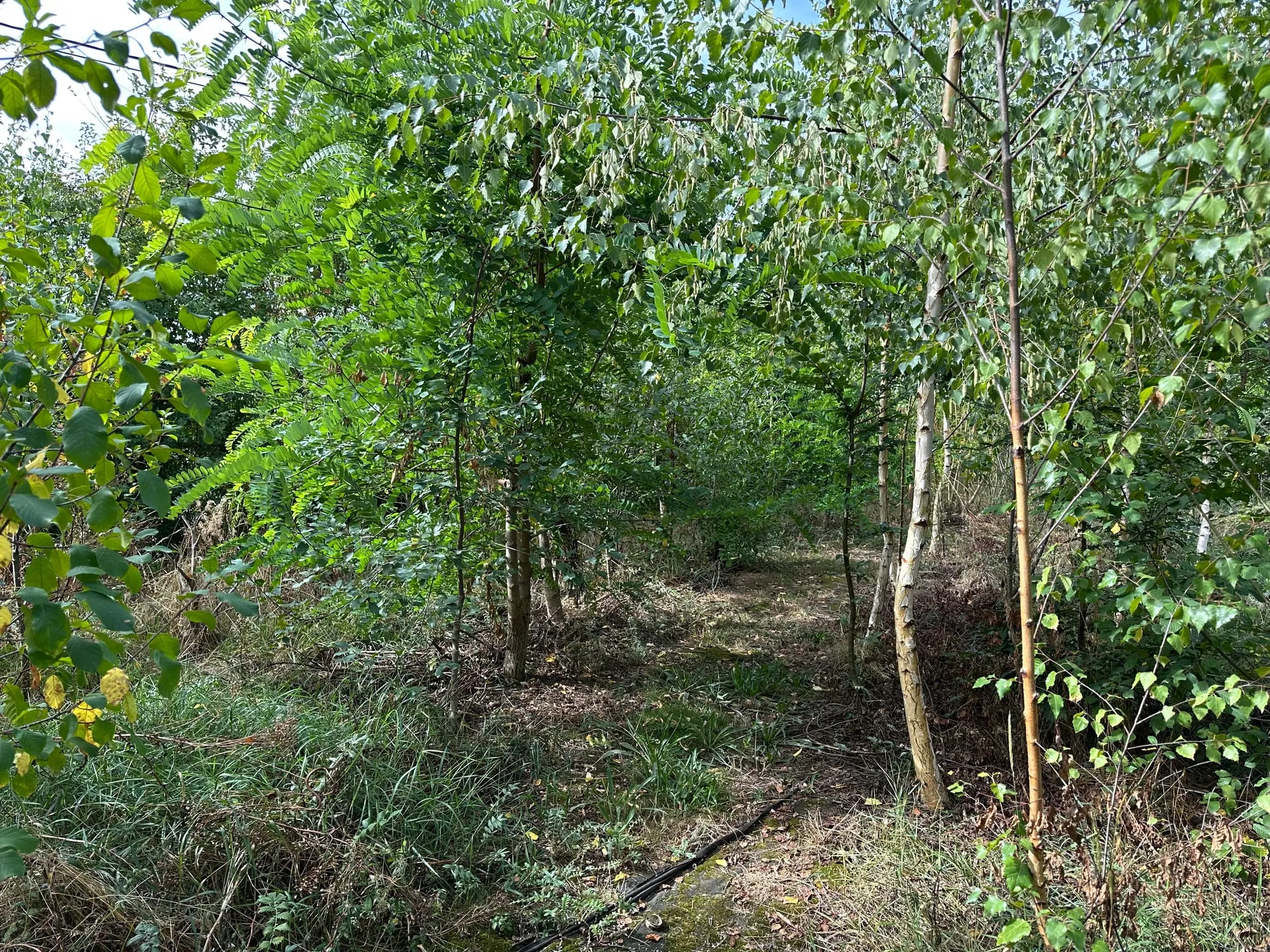 Entre les jeunes bouleaux et un robinier faux-acacia, une allée herbeuse ouverte sous la canopée du jardin-forêt