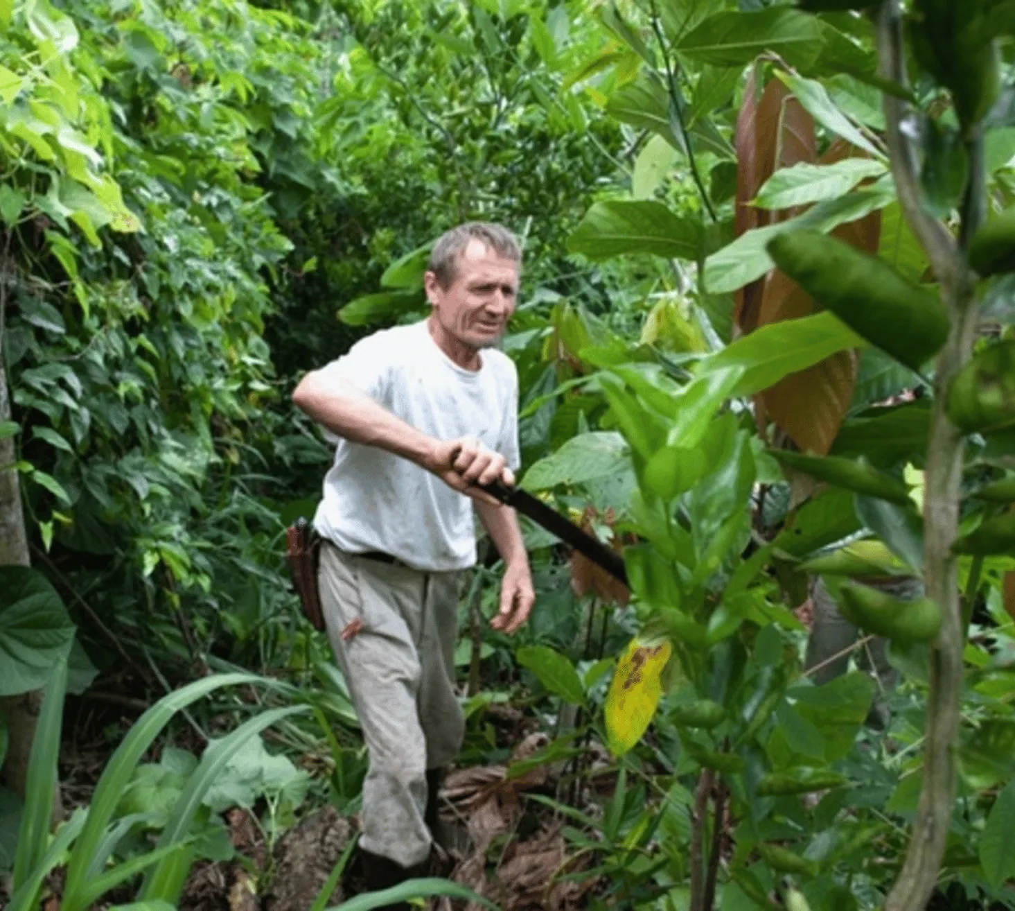 L'agriculture syntropique en milieu tempéré — vue 2