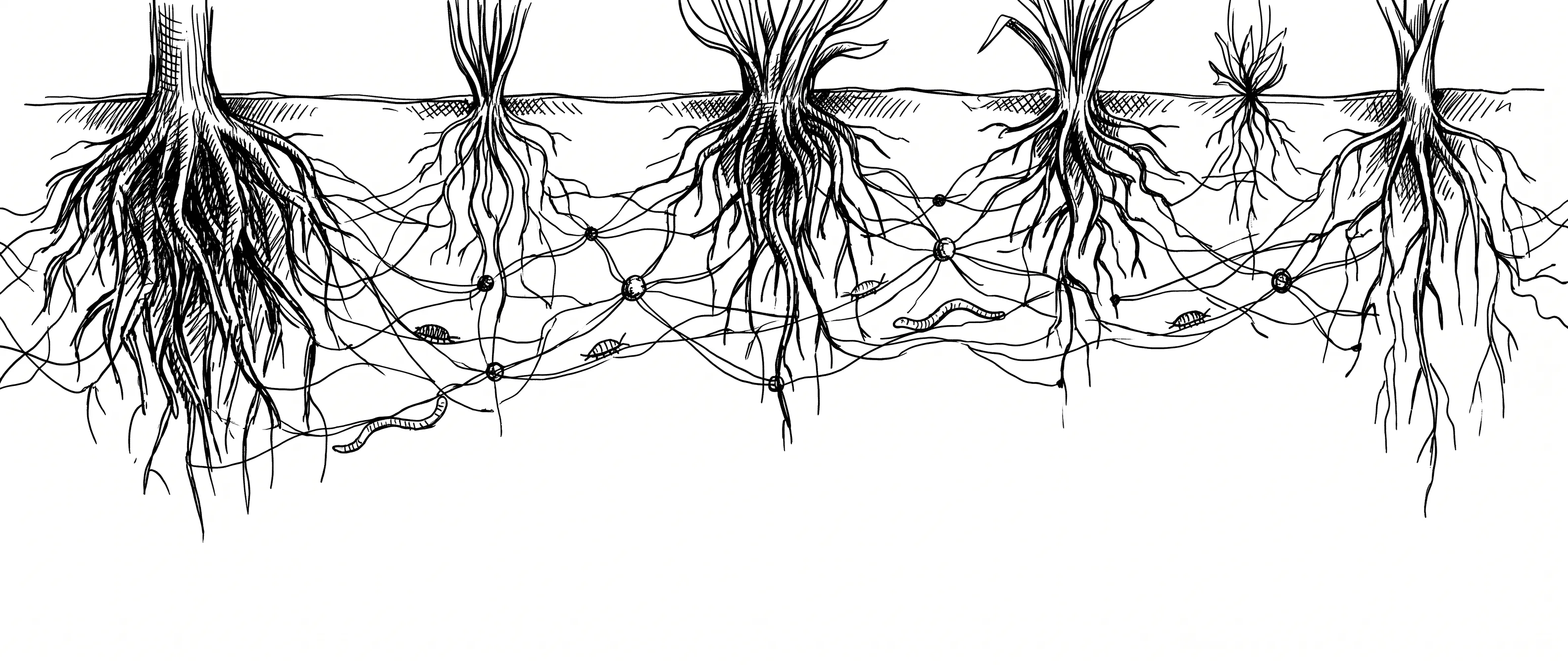 Dessin à l'encre : les racines de plusieurs plantes sous la ligne du sol, reliées par un réseau mycorhizien où circulent vers de terre et cloportes