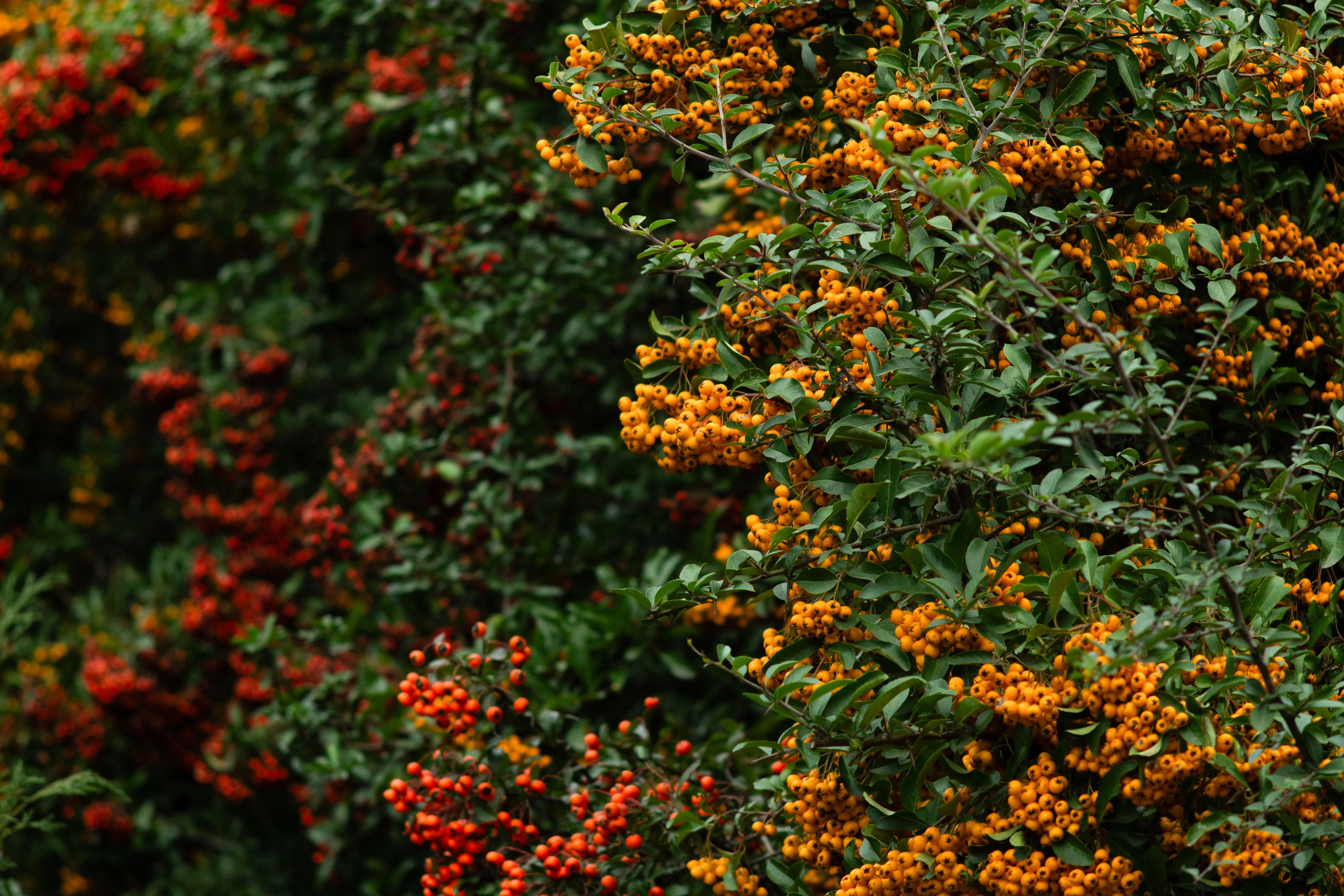 A hedgerow loaded with orange berries in autumn