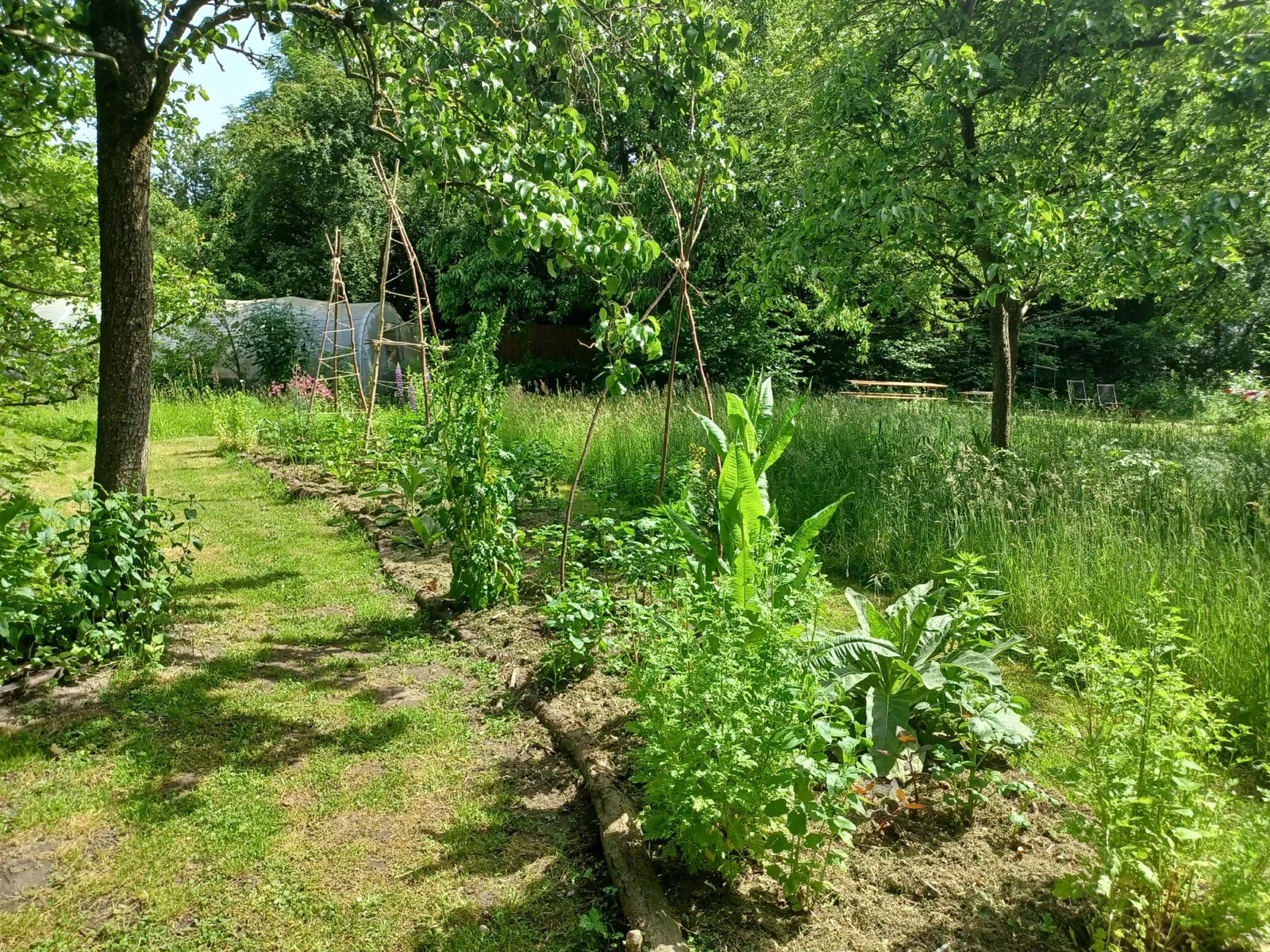 Une équipe d'étudiant·e·s conçoit un jardin-forêt sur le terrain