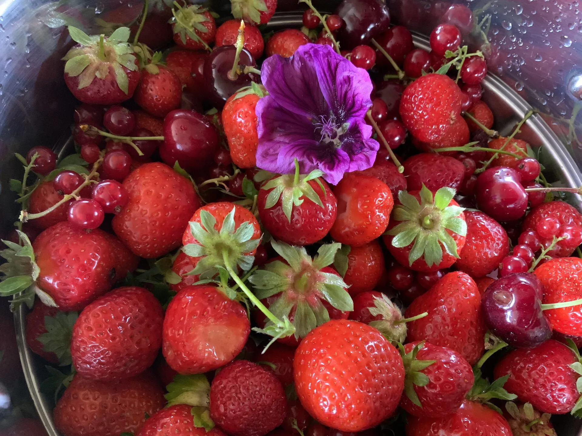 Fraises, cerises et groseilles fraîchement récoltées dans un saladier