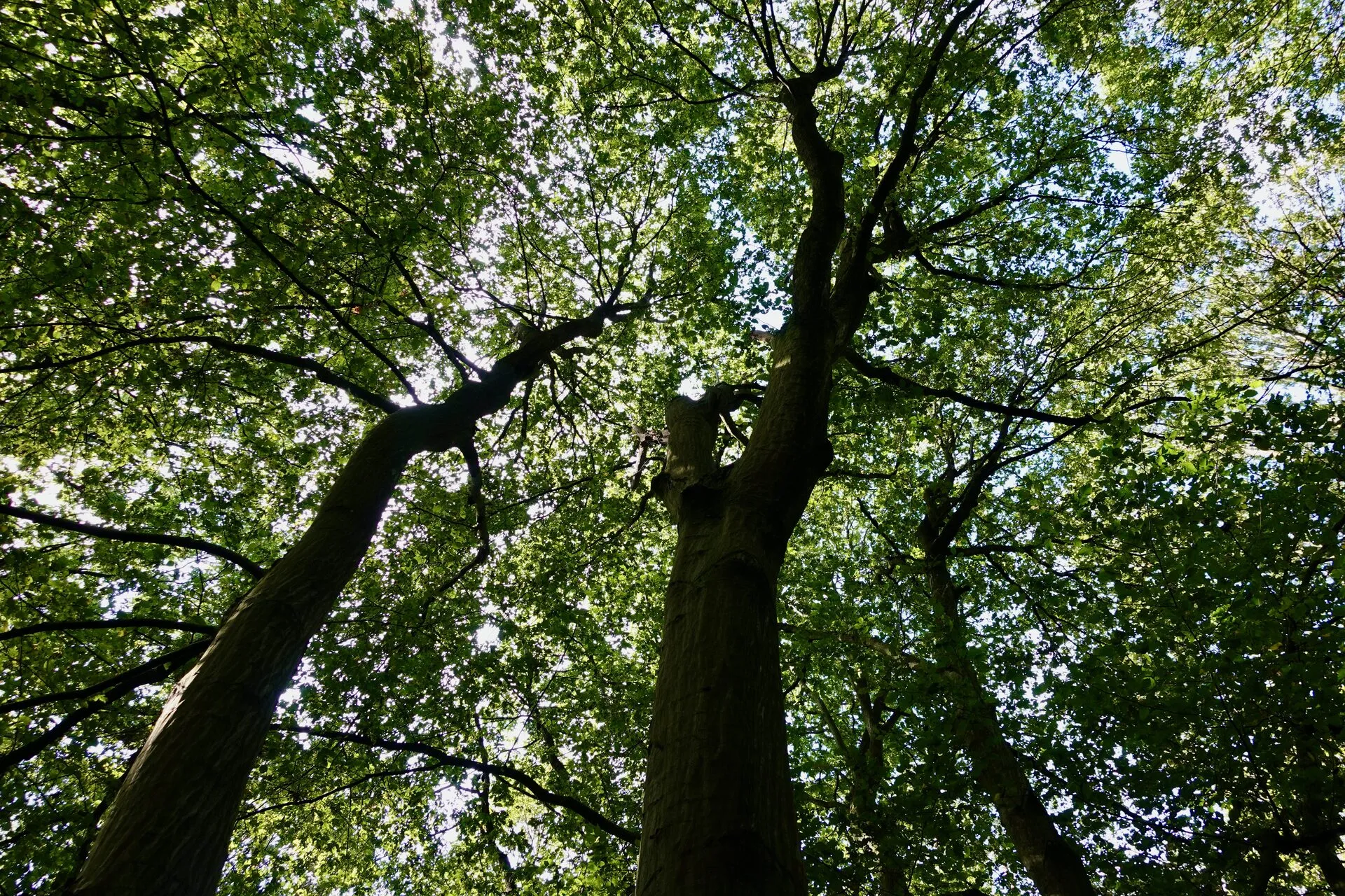 La canopée d'une forêt comestible, vue depuis le sol
