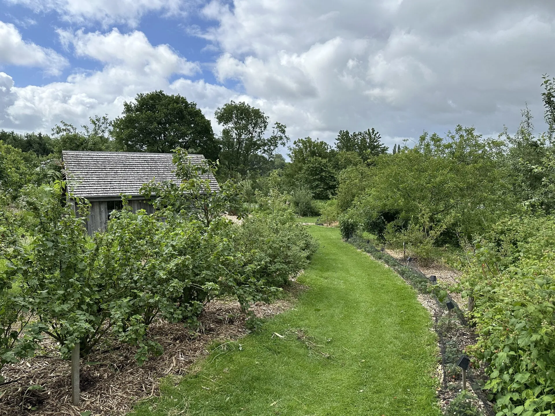 Une allée engazonnée serpente entre les strates d'un jardin-forêt