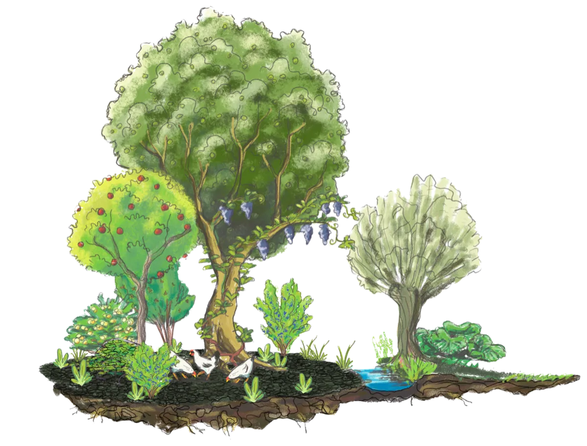 Illustration d'un jardin-forêt montrant ses strates de végétation comestible