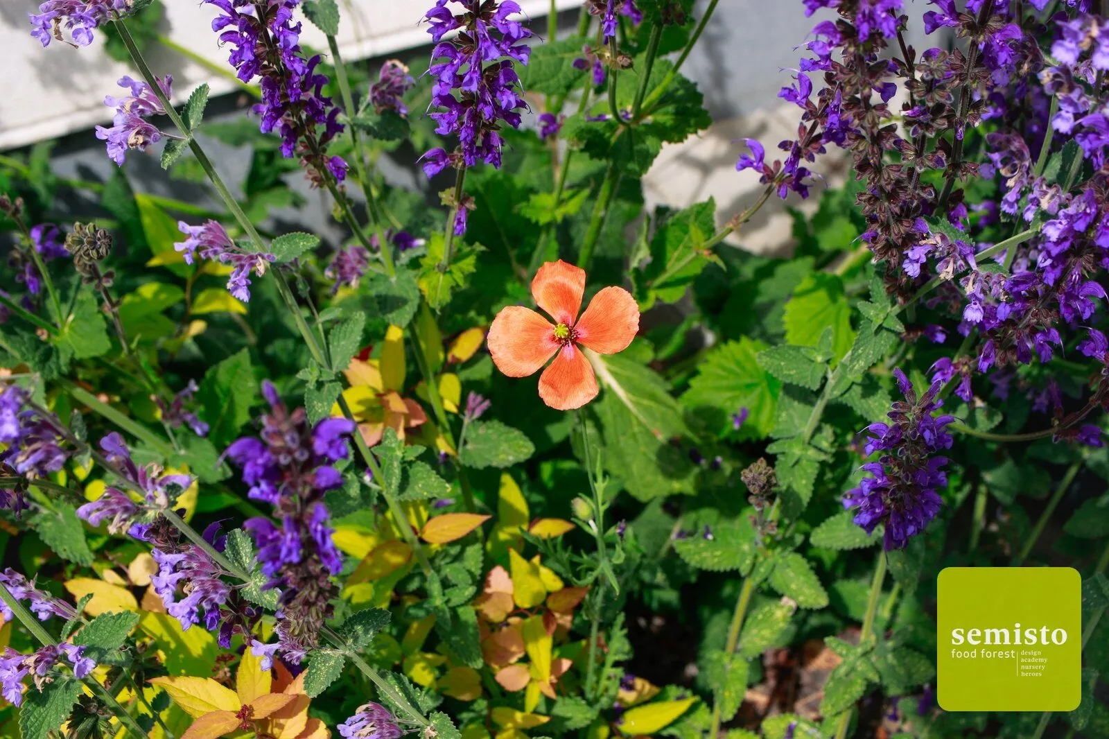 The food-producing forest garden of Tourinnes-la-Grosse — vue 6