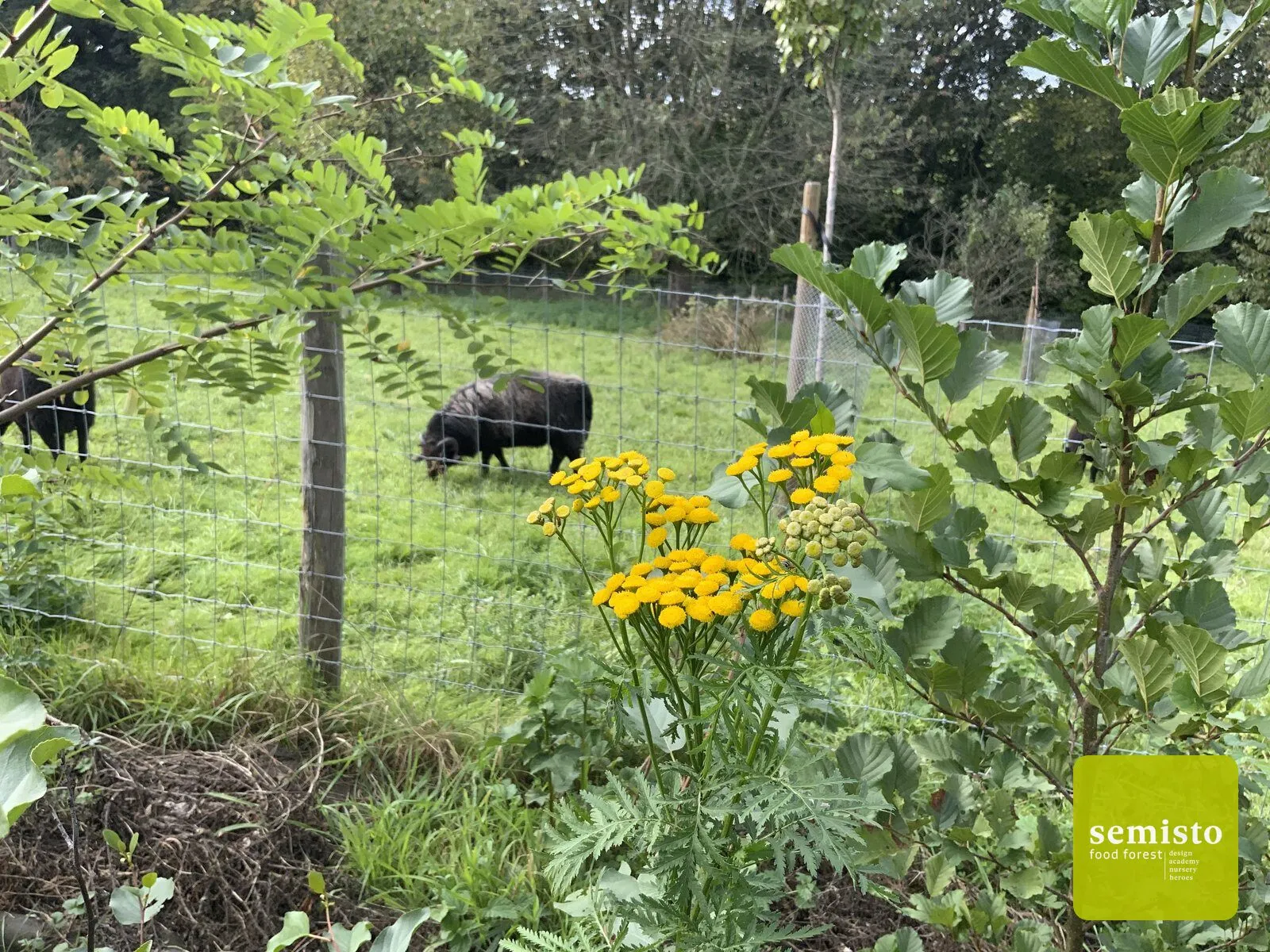 Manu's edible trail — vue 4
