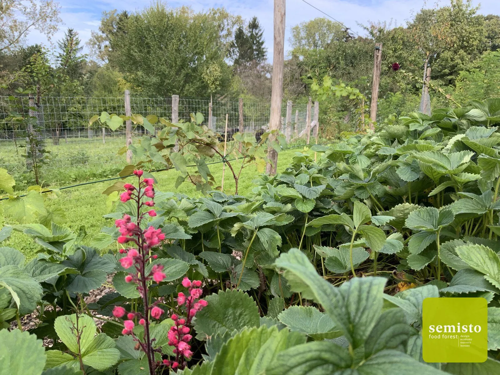 Manu's edible trail — vue 6